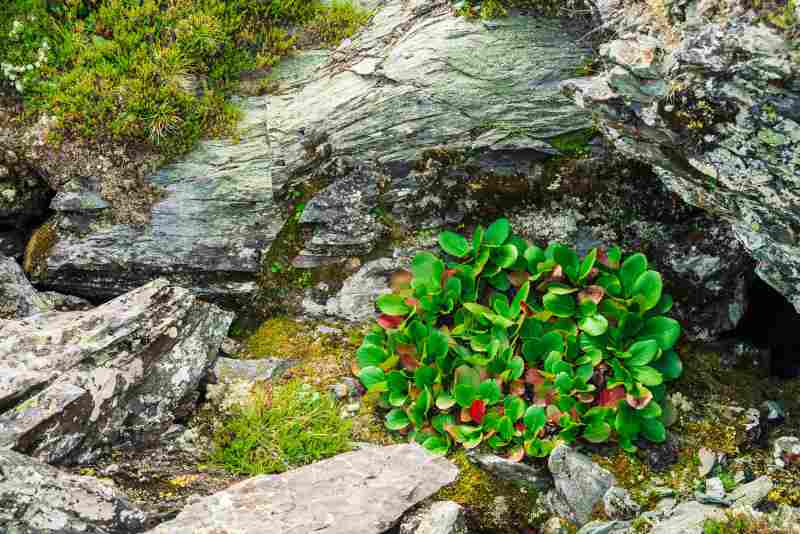 Idealne krzewy liściaste do małych ogrodów i skalniaków: miniaturowe aranżacje roślinne