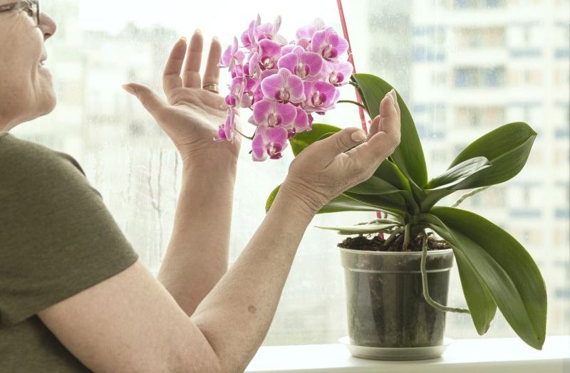 Anginka - domowa uprawa pelargonii pachnącej: ozdobna i lecznicza roślina