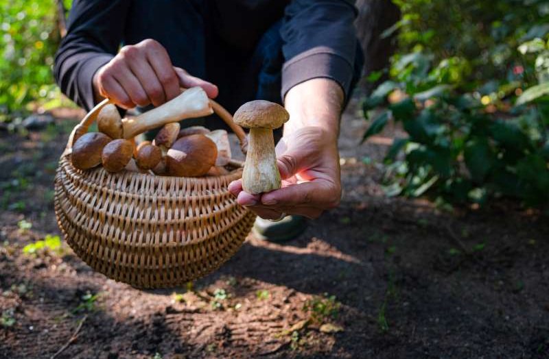 Polacy wyruszają na poszukiwanie grzybów - jakie gatunki zbierają nas compatriots