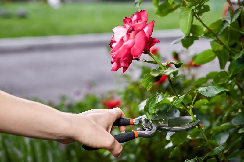 Jak i kiedy przesadzić róże w ogrodzie, aby wykonać to w poprawny sposób?