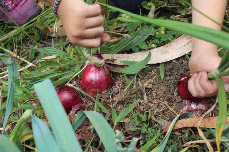 Uprawa czerwonej cebuli w ogrodzie - wskazówki dotyczące porów