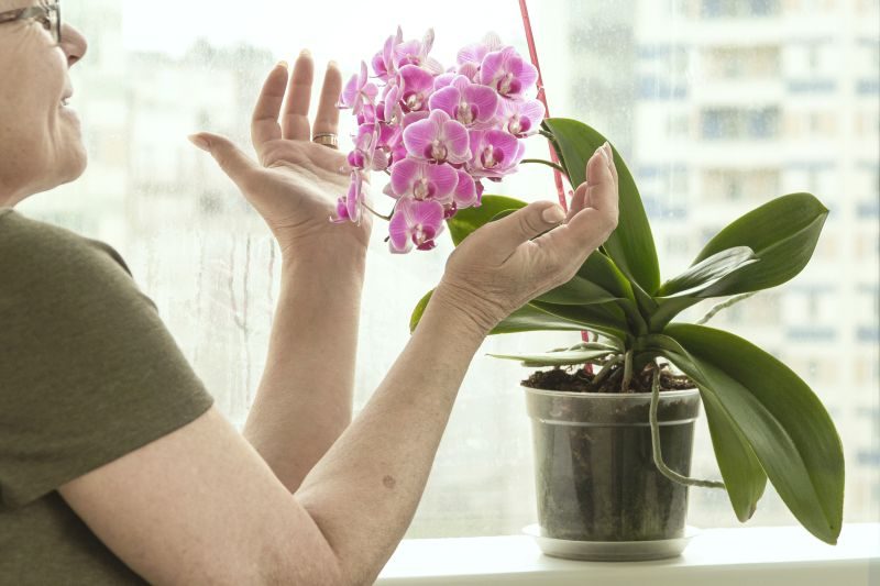Jak naturalnie podnieść wilgotność powietrza wokół kwiatów doniczkowych?