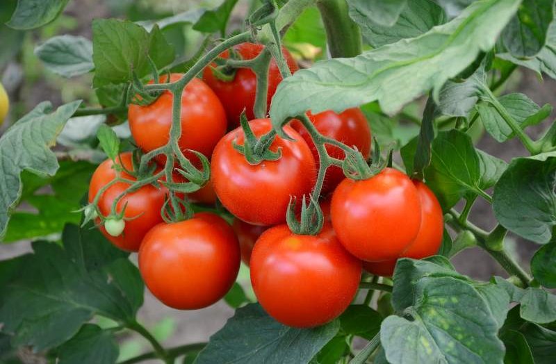Jak i kiedy zbierać oraz pielęgnować pomidory polne