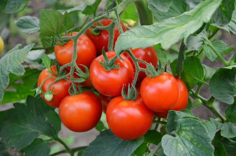 Jak i kiedy zbierać oraz pielęgnować pomidory polne