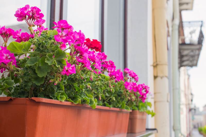 Artykuł: Urok pelargonii na balkonie – aranżacja skrzynki balkonowej z tymi pięknymi roślinami