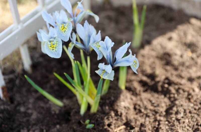 Jak skutecznie uprawiać narcyzy w ogrodzie? Termin sadzenia jest kluczowy!