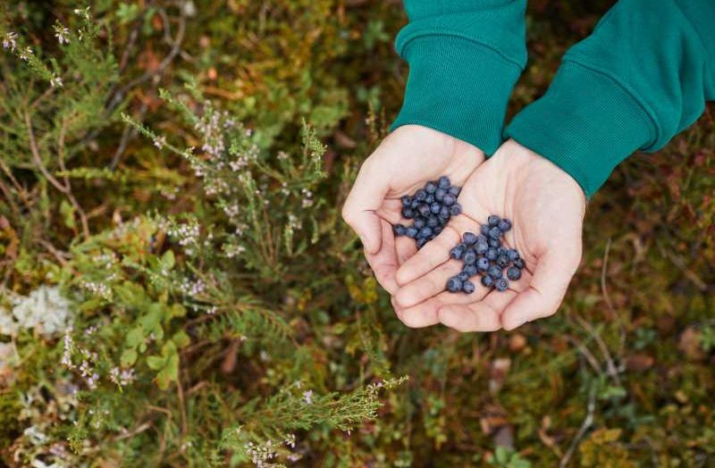 Wiosenne cięcie borówki amerykańskiej – kiedy i w jaki sposób przeprowadzić przycinanie