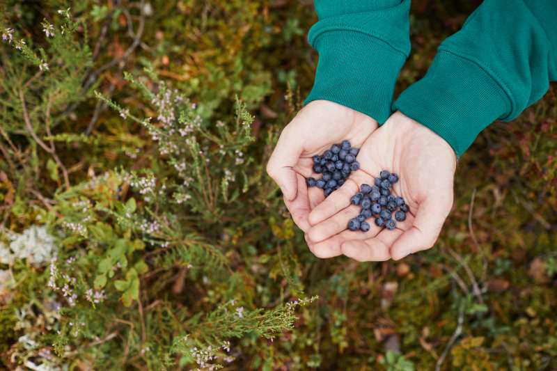 Wiosenne cięcie borówki amerykańskiej – kiedy i w jaki sposób przeprowadzić przycinanie